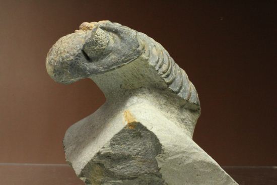 ナチュラルカラー!複眼の粒つぶが特徴!三葉虫ドロトプス・メガロマニクス (その3)