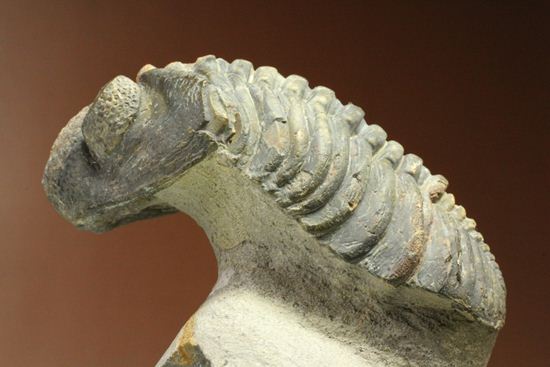 ナチュラルカラー!複眼の粒つぶが特徴!三葉虫ドロトプス・メガロマニクス (その5)