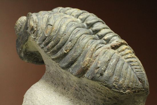 ナチュラルカラー!複眼の粒つぶが特徴!三葉虫ドロトプス・メガロマニクス (その6)