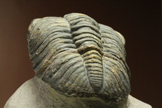 ナチュラルカラー!複眼の粒つぶが特徴!三葉虫ドロトプス・メガロマニクス (その7)