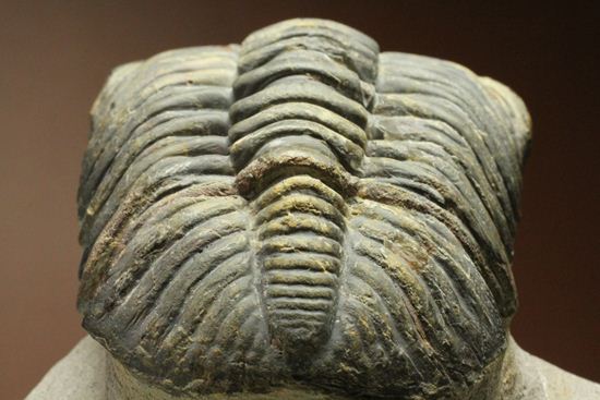 ナチュラルカラー!複眼の粒つぶが特徴!三葉虫ドロトプス・メガロマニクス (その8)