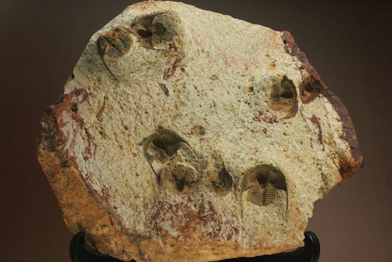 文様はまるで南部鉄器！ろ過装置を身に付けた、モロッコ三葉虫オンニア(Onnia)群集化石（その1）