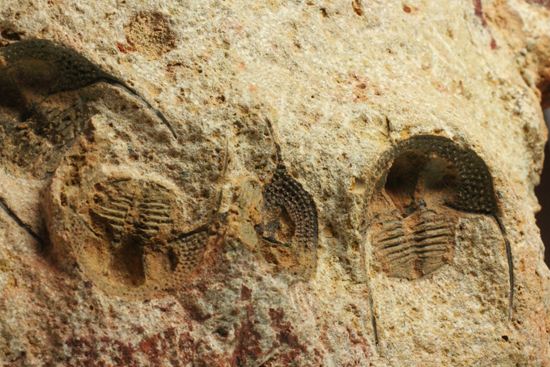 文様はまるで南部鉄器！ろ過装置を身に付けた、モロッコ三葉虫オンニア(Onnia)群集化石（その12）
