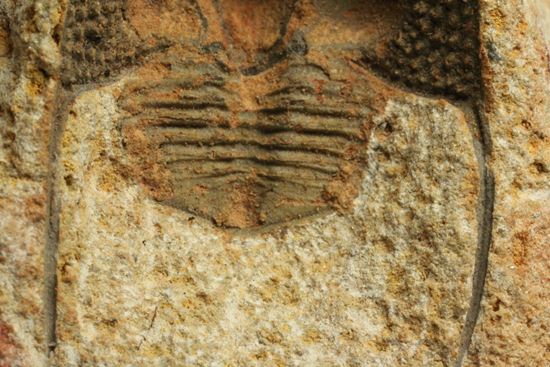 文様はまるで南部鉄器！ろ過装置を身に付けた、モロッコ三葉虫オンニア(Onnia)群集化石（その14）