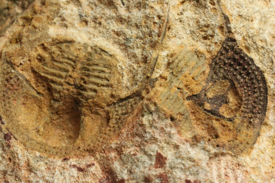 文様はまるで南部鉄器！ろ過装置を身に付けた、モロッコ三葉虫オンニア(Onnia)群集化石（その15）