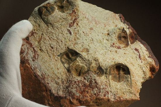 文様はまるで南部鉄器！ろ過装置を身に付けた、モロッコ三葉虫オンニア(Onnia)群集化石（その17）