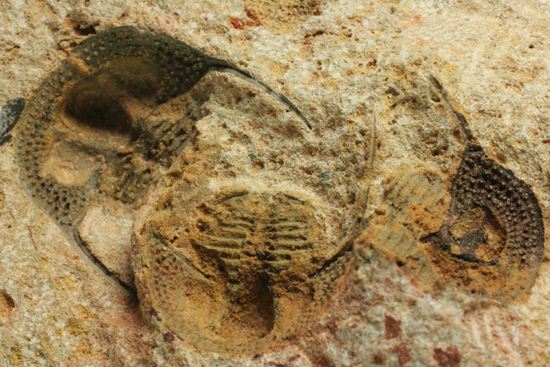 文様はまるで南部鉄器！ろ過装置を身に付けた、モロッコ三葉虫オンニア(Onnia)群集化石（その4）