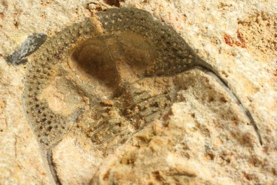 文様はまるで南部鉄器！ろ過装置を身に付けた、モロッコ三葉虫オンニア(Onnia)群集化石（その5）
