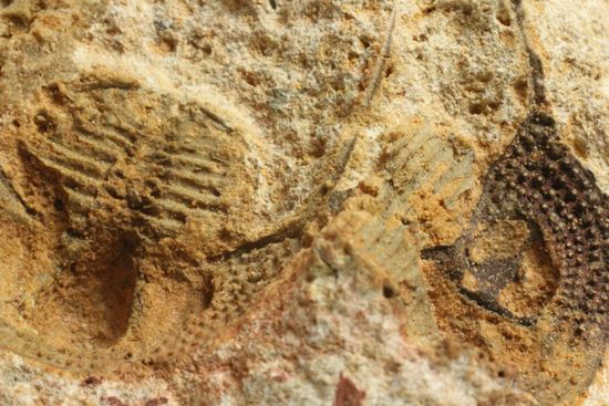 文様はまるで南部鉄器！ろ過装置を身に付けた、モロッコ三葉虫オンニア(Onnia)群集化石（その6）