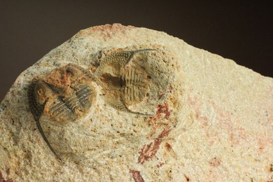 文様はまるで南部鉄器！ろ過装置を身に付けた、モロッコ三葉虫オンニア(Onnia)群集化石（その7）