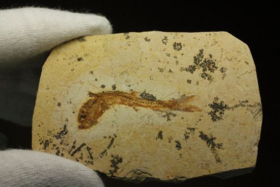 5000万年前の魚化石（その1）