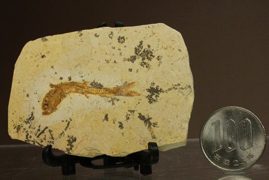 5000万年前の魚化石（その10）