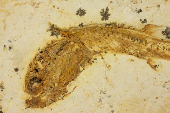 5000万年前の魚化石（その4）