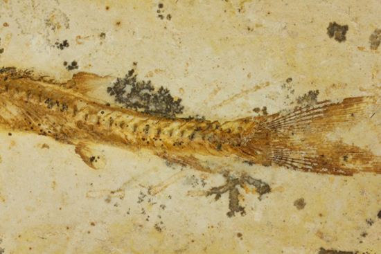 5000万年前の魚化石（その5）