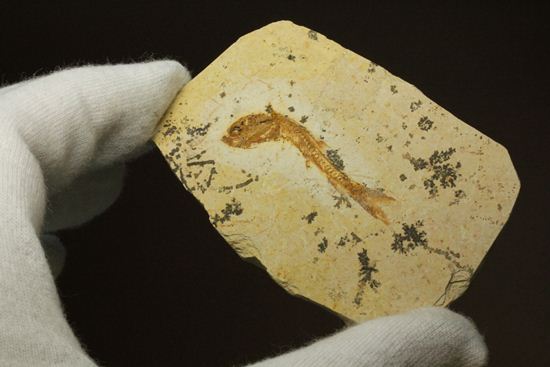 5000万年前の魚化石（その7）