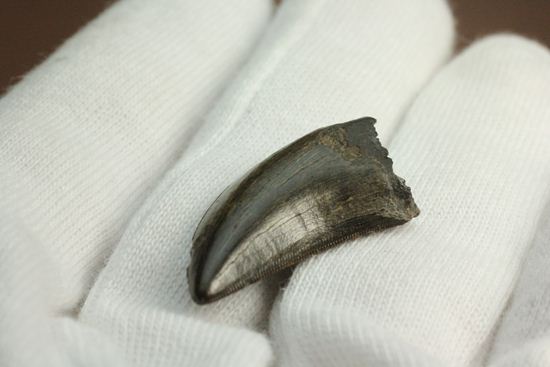 これは立派！ロングカーブ33mmに対する小型獣脚類の歯です。（その10）