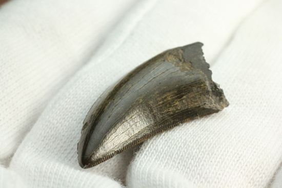 これは立派！ロングカーブ33mmに対する小型獣脚類の歯です。（その11）