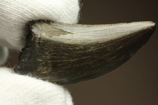 これは立派！ロングカーブ33mmに対する小型獣脚類の歯です。（その14）