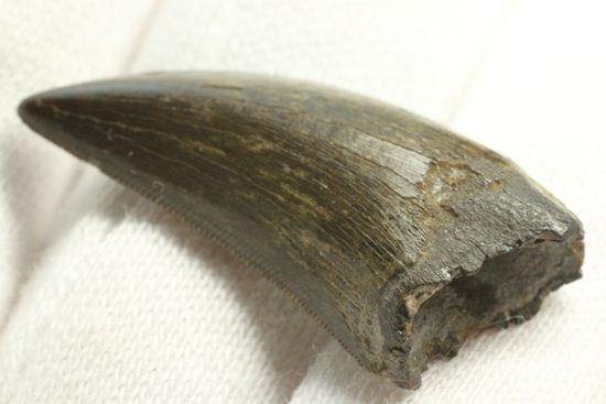 これは立派！ロングカーブ33mmに対する小型獣脚類の歯です。（その16）