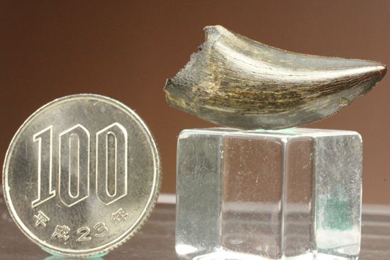 これは立派！ロングカーブ33mmに対する小型獣脚類の歯です。（その17）