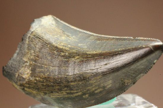 これは立派！ロングカーブ33mmに対する小型獣脚類の歯です。（その4）