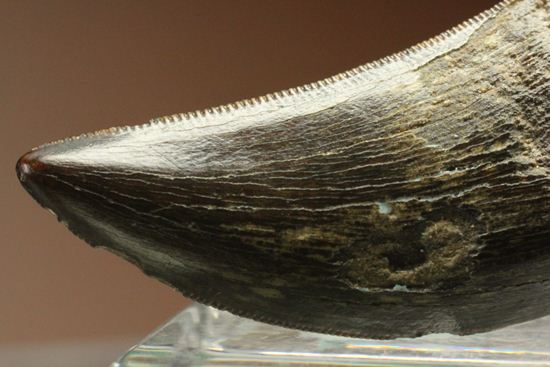 これは立派！ロングカーブ33mmに対する小型獣脚類の歯です。（その5）