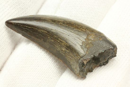 これは立派！ロングカーブ33mmに対する小型獣脚類の歯です。（その9）