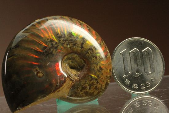 七色に光るアンモナイトが久々登場!マダガスカル産クレオニセラス(その14)