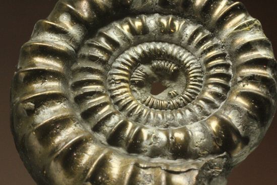 お守り袋付き!黄鉄鉱(パイライト)化した美しいイギリスアンモナイト(Ammonite sp.)(その1)