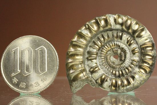 お守り袋付き!黄鉄鉱(パイライト)化した美しいイギリスアンモナイト(Ammonite sp.)(その10)