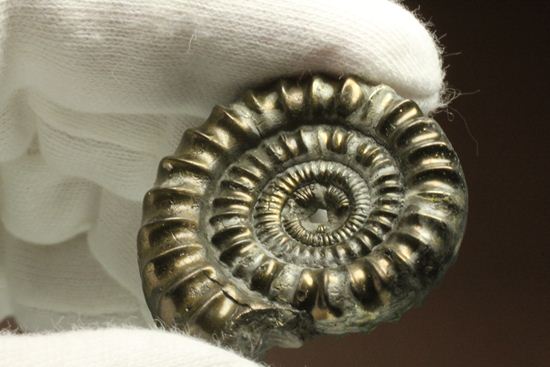 お守り袋付き！黄鉄鉱（パイライト）化した美しいイギリスアンモナイト(Ammonite sp.)（その11）