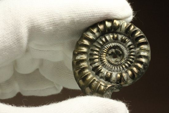 お守り袋付き!黄鉄鉱(パイライト)化した美しいイギリスアンモナイト(Ammonite sp.)(その2)