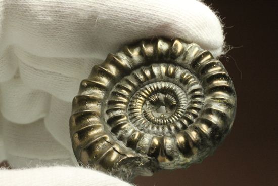 お守り袋付き!黄鉄鉱(パイライト)化した美しいイギリスアンモナイト(Ammonite sp.)(その3)