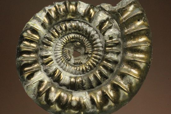 お守り袋付き!黄鉄鉱(パイライト)化した美しいイギリスアンモナイト(Ammonite sp.)(その4)