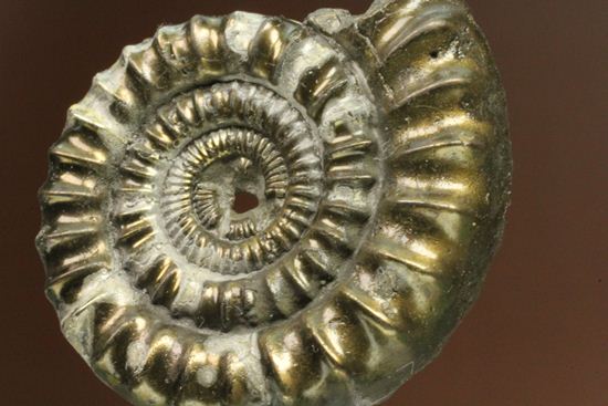 お守り袋付き!黄鉄鉱(パイライト)化した美しいイギリスアンモナイト(Ammonite sp.)(その5)