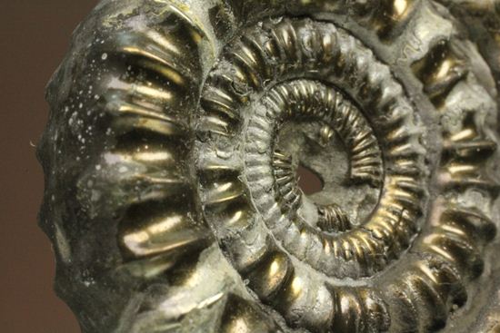 お守り袋付き！黄鉄鉱（パイライト）化した美しいイギリスアンモナイト(Ammonite sp.)（その6）