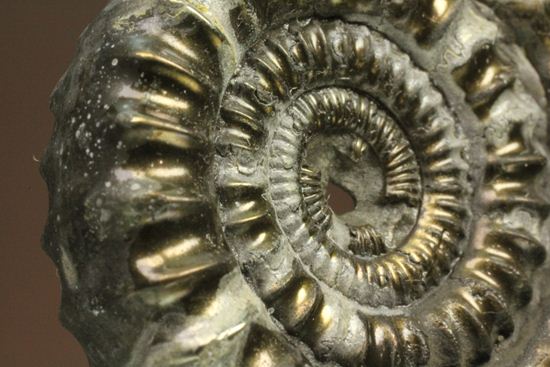 お守り袋付き!黄鉄鉱(パイライト)化した美しいイギリスアンモナイト(Ammonite sp.)(その6)