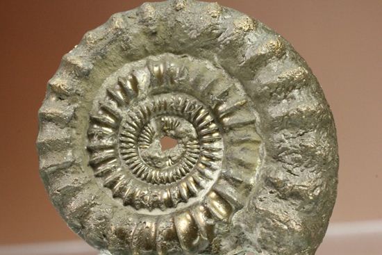 お守り袋付き！黄鉄鉱（パイライト）化した美しいイギリスアンモナイト(Ammonite sp.)（その7）