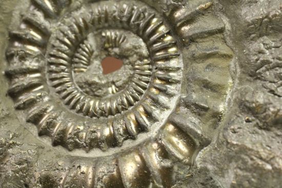 お守り袋付き！黄鉄鉱（パイライト）化した美しいイギリスアンモナイト(Ammonite sp.)（その8）