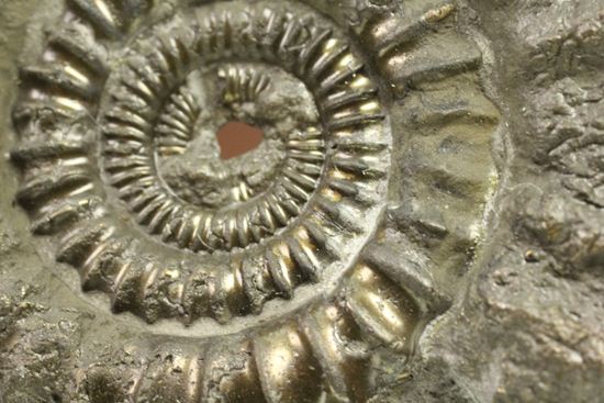 お守り袋付き!黄鉄鉱(パイライト)化した美しいイギリスアンモナイト(Ammonite sp.)(その8)