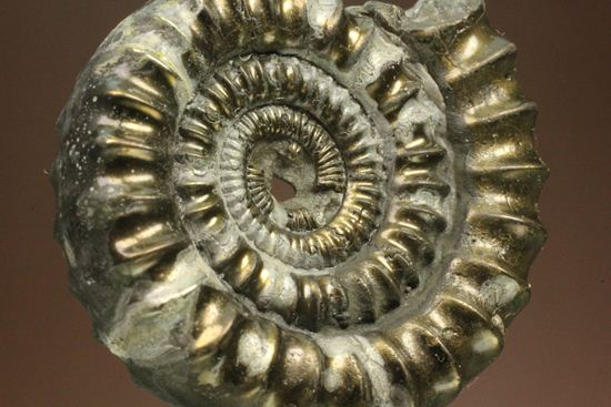 お守り袋付き!黄鉄鉱(パイライト)化した美しいイギリスアンモナイト(Ammonite sp.)(その9)