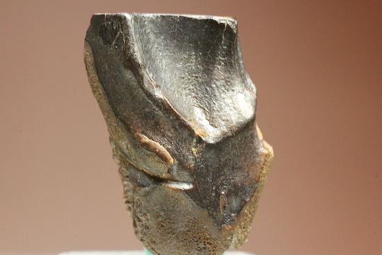 硬い植物をかみ砕いた、草食恐竜トリケラトプスの歯化石(Triceratops