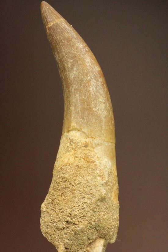 鋭い！ボーン戦争の発端となった、エラスモサウルスの大ぶり歯化石