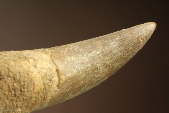 鋭い!ボーン戦争の発端となった、エラスモサウルスの大ぶり歯化石(Elasmosaurus)(その10)