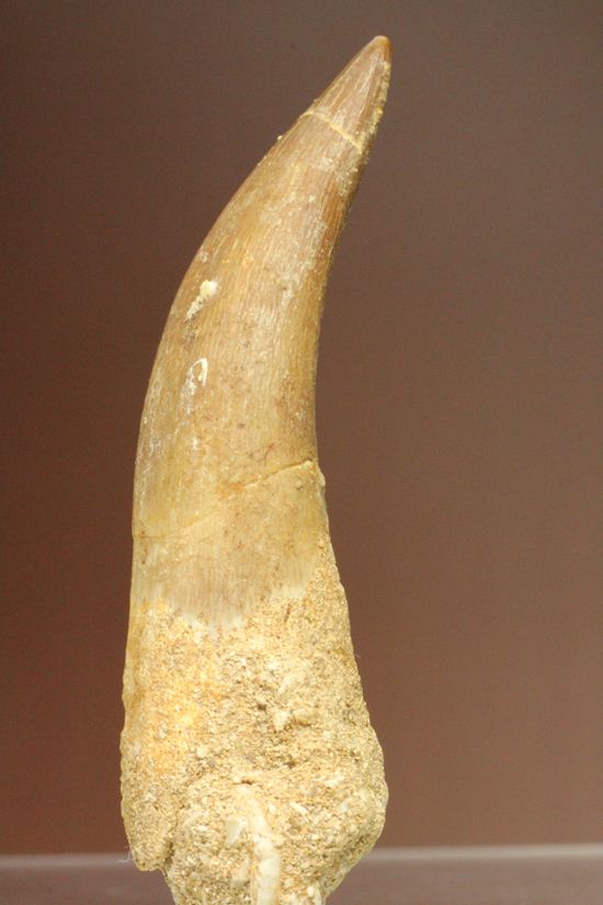 鋭い!ボーン戦争の発端となった、エラスモサウルスの大ぶり歯化石(Elasmosaurus)(その12)