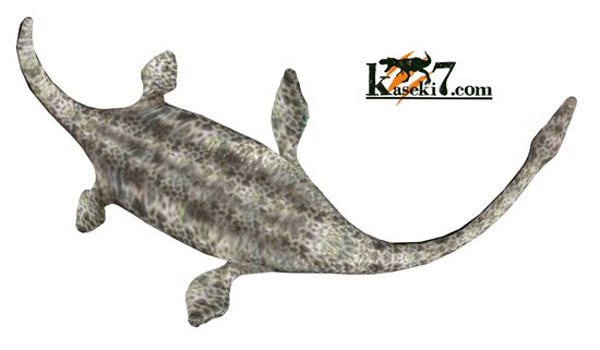 鋭い!ボーン戦争の発端となった、エラスモサウルスの大ぶり歯化石(Elasmosaurus)(その2)