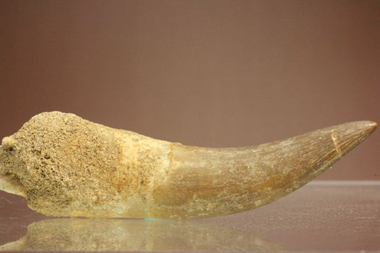 鋭い!ボーン戦争の発端となった、エラスモサウルスの大ぶり歯化石(Elasmosaurus)(その3)