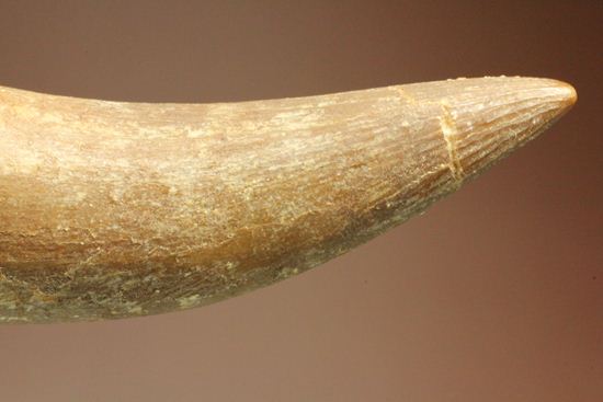 鋭い!ボーン戦争の発端となった、エラスモサウルスの大ぶり歯化石(Elasmosaurus)(その4)