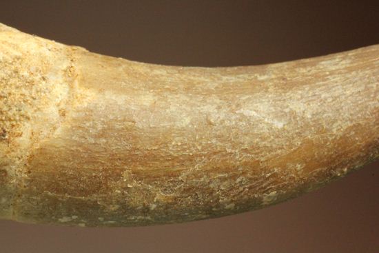 鋭い!ボーン戦争の発端となった、エラスモサウルスの大ぶり歯化石(Elasmosaurus)(その5)