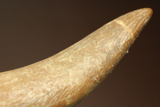 鋭い!ボーン戦争の発端となった、エラスモサウルスの大ぶり歯化石(Elasmosaurus)(その7)